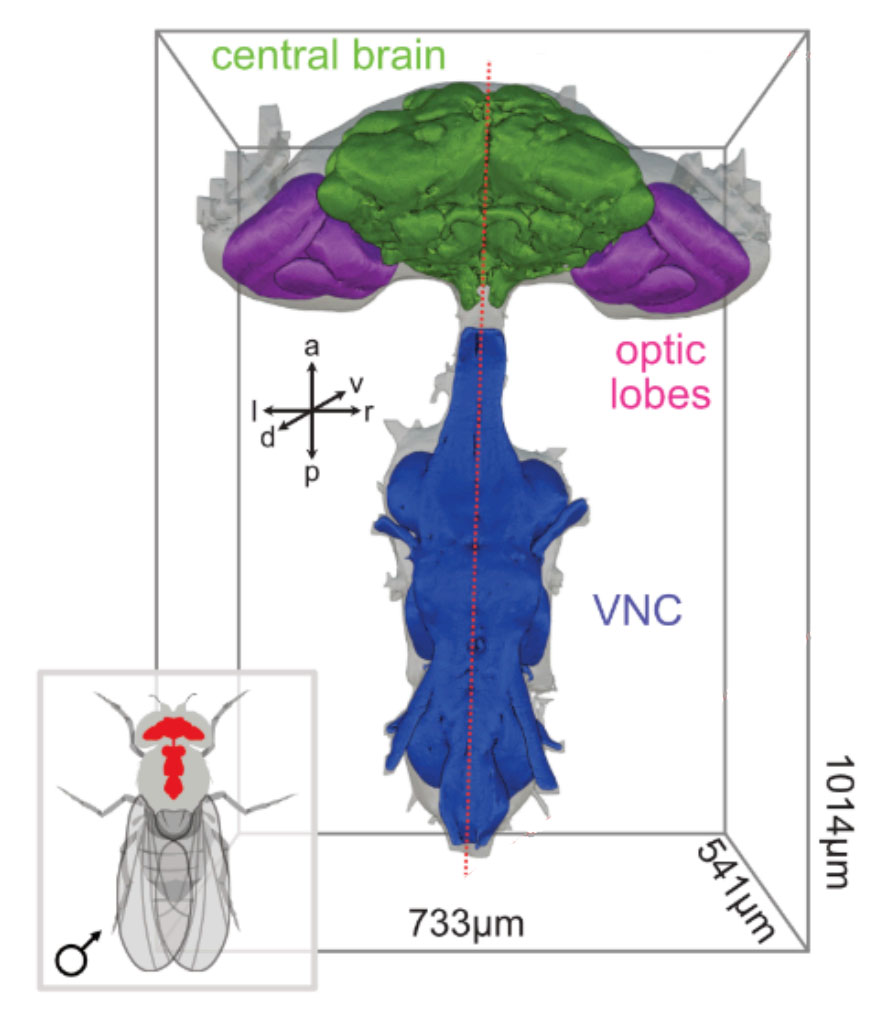 Scientific rendering of central brain, optic lobes and ventral nerve cord from the Google Research MaleCNS article.